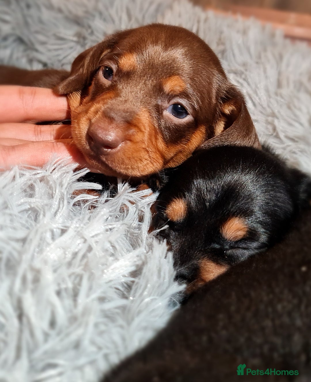 Miniature Dachshund dogs for sale: Extra miniature daschunds baby 🩷 - Advert 10