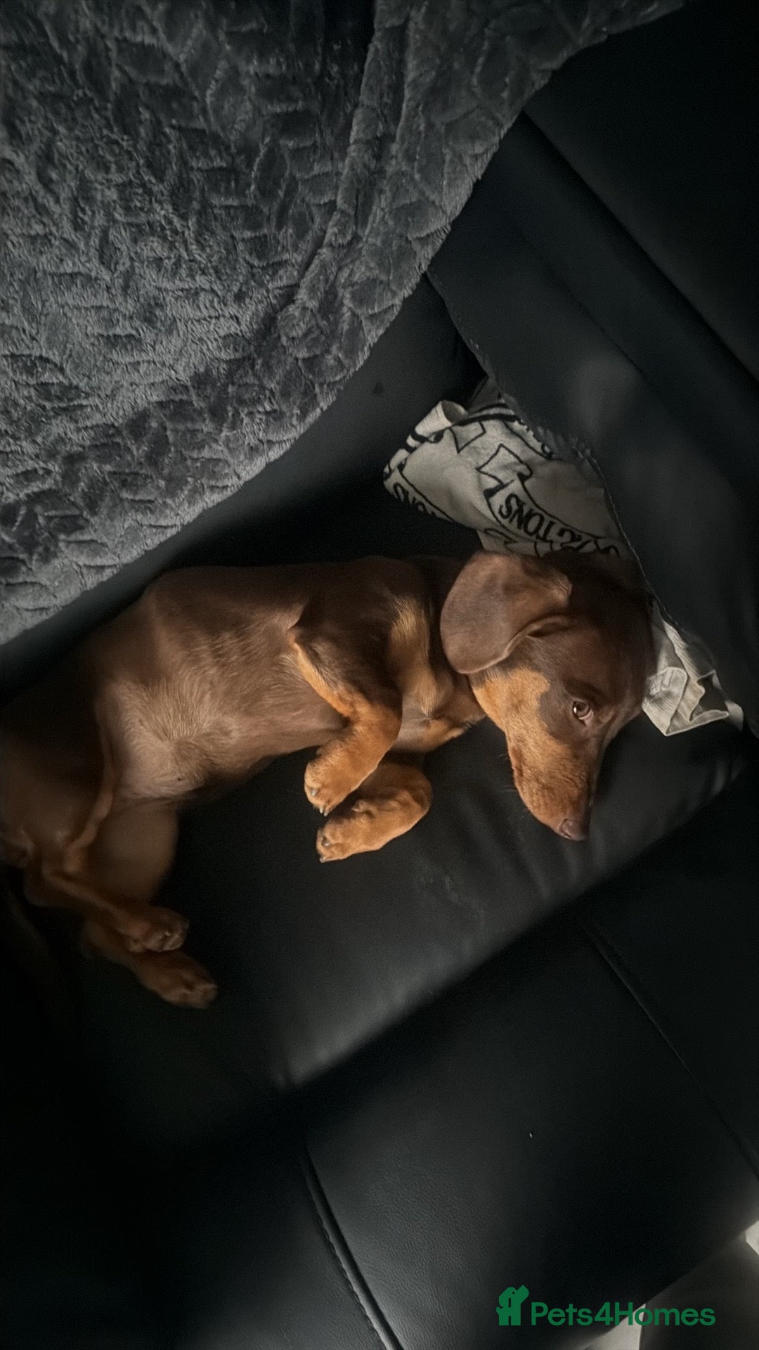 Dachshund dogs 12 month old girl daschund - Advert 14