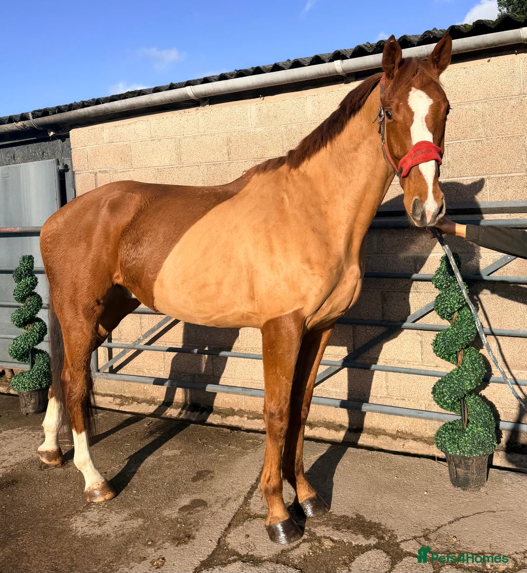 Irish Sports horses for sale: Smashing Youngster By Island Commander  - Advert 2