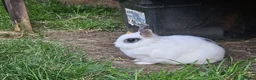 Netherland Dwarf rabbits for sale: 2 Female Netherland Dwarf Rabbits in Northampton - Advert 8