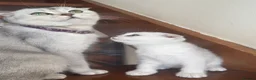 British Shorthair cats for sale: ADORABLE KITTENS  - Advert 14