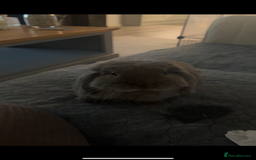 Mini Lop rabbits for sale: 2 house bunnies but can be taken separately  - Image 4