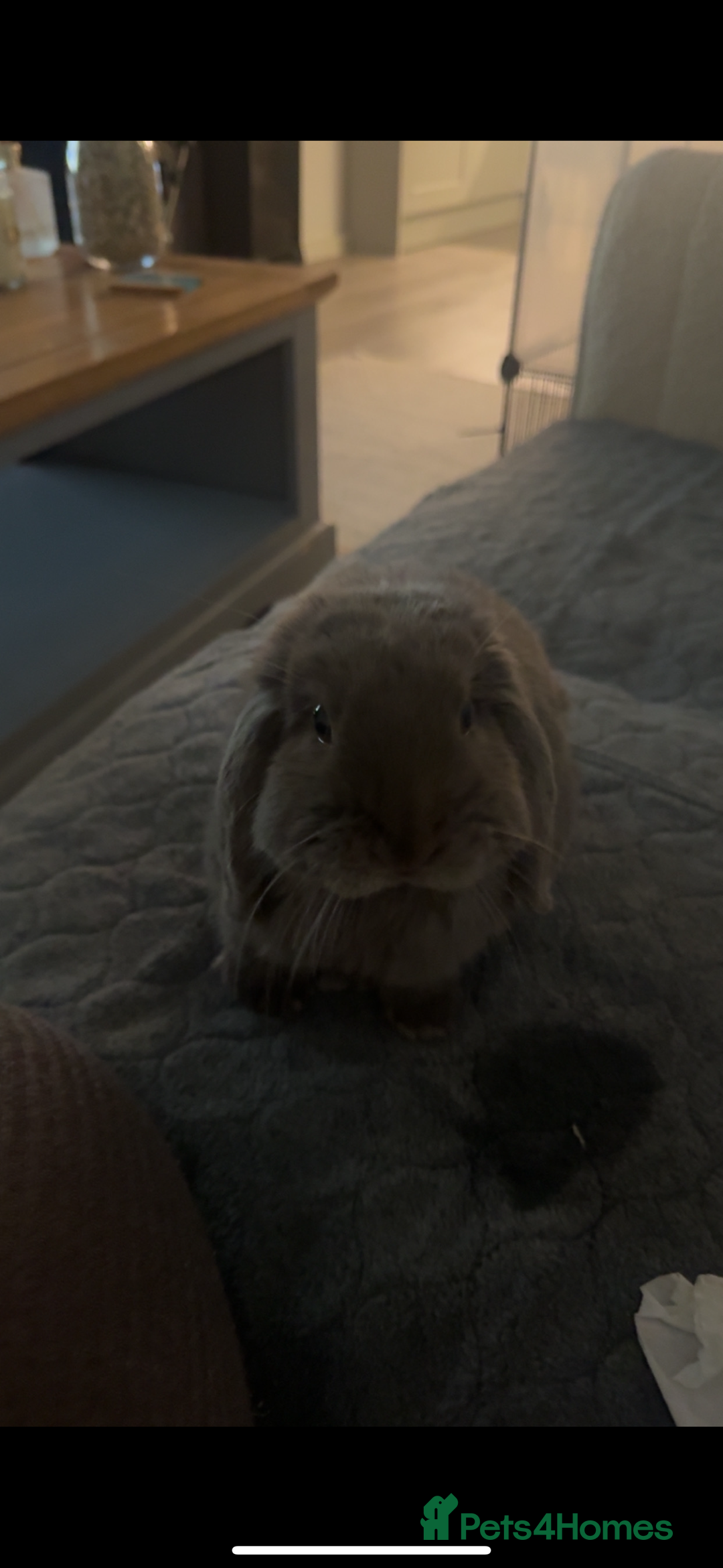 Mini Lop rabbits for sale: 2 house bunnies but can be taken separately  - Image 4