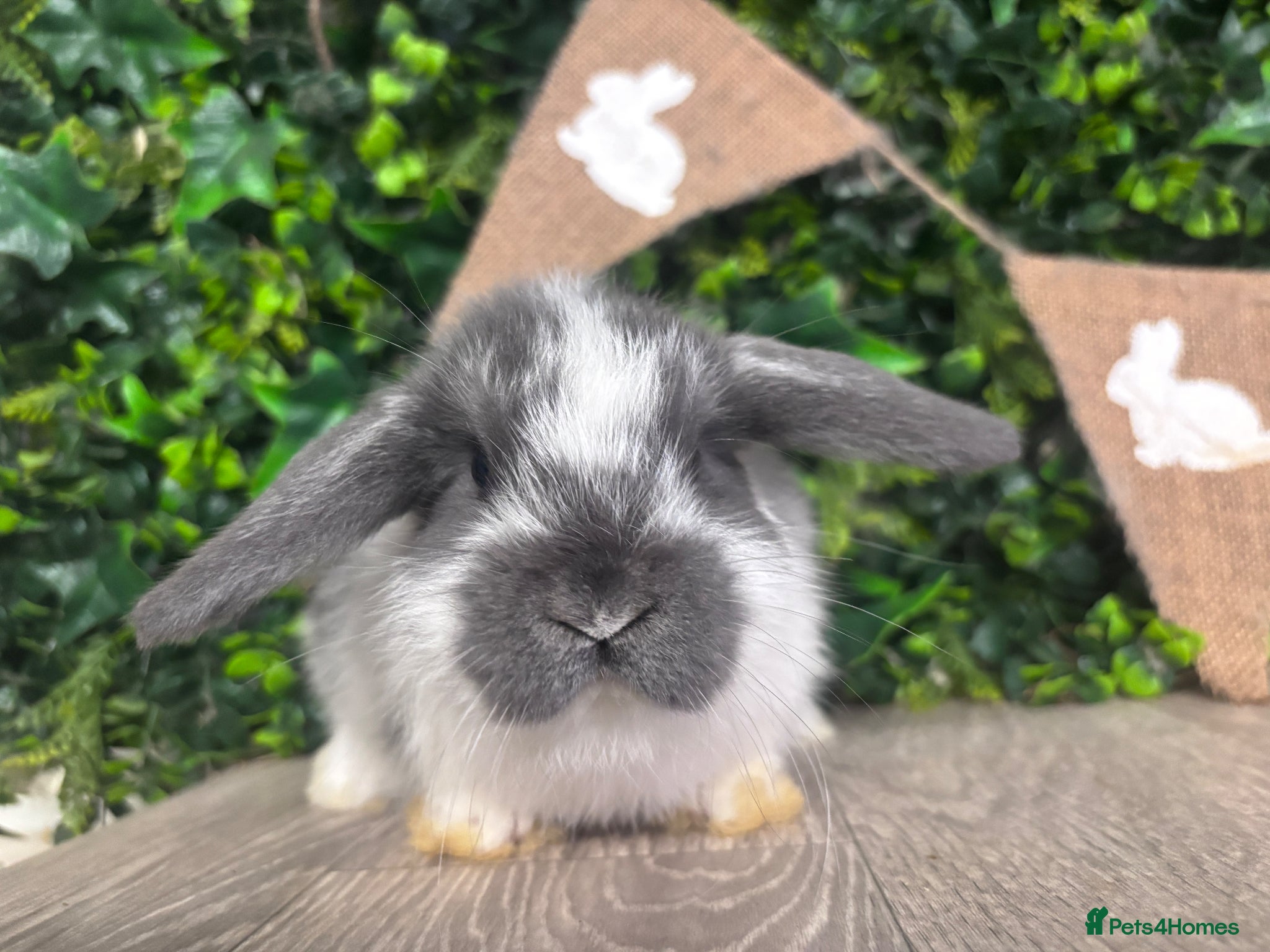 Mini Lop rabbits BEAUTIFUL BABY MINI LOP BUNNIES  - Advert 8