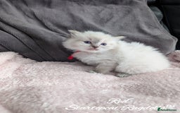 Ragdoll cats for sale: GCCF Pedigree Ragdoll Kittens Champion Lines - Image 21