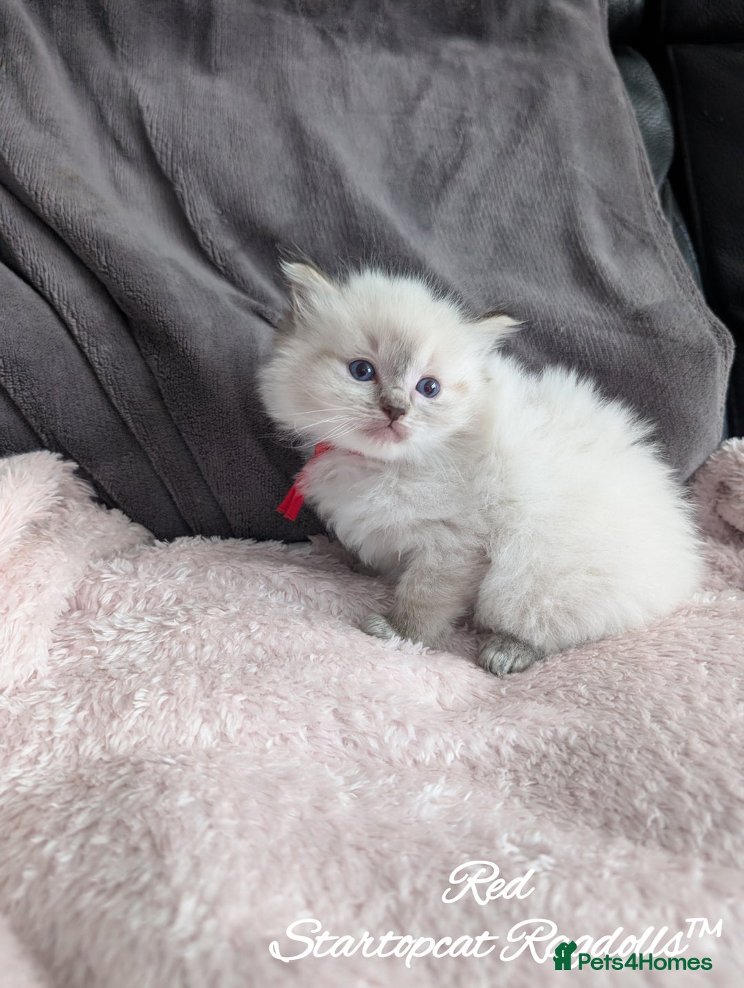 Ragdoll cats for sale: GCCF Pedigree Ragdoll Kittens Champion Lines - Image 21