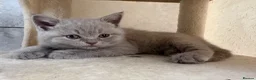 British Shorthair cats for sale: British Short Hair Blue and Lillac Kittens Females - Advert 8