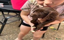 Sprocker dogs for sale: Sprocker Spaniel Puppies - Image 7