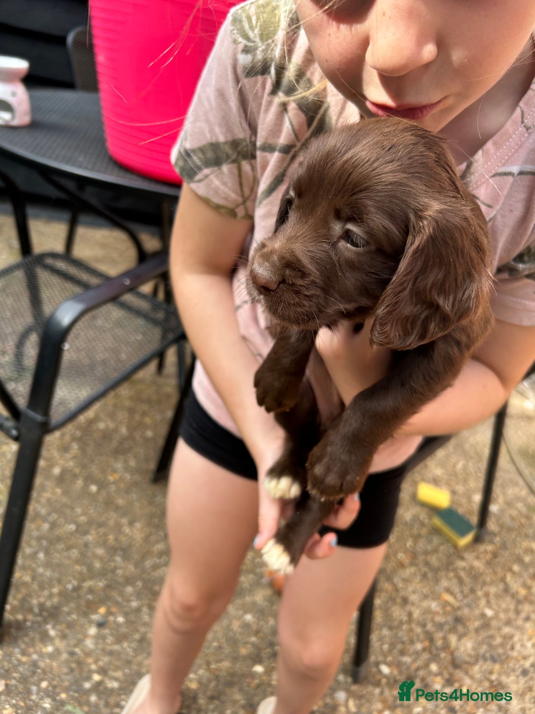 Sprocker dogs for sale: Sprocker Spaniel Puppies - Image 7