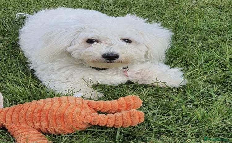 Bichon Frise dogs - Advert 15