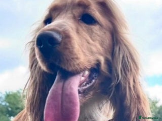 Cocker Spaniel dogs - Advert 1