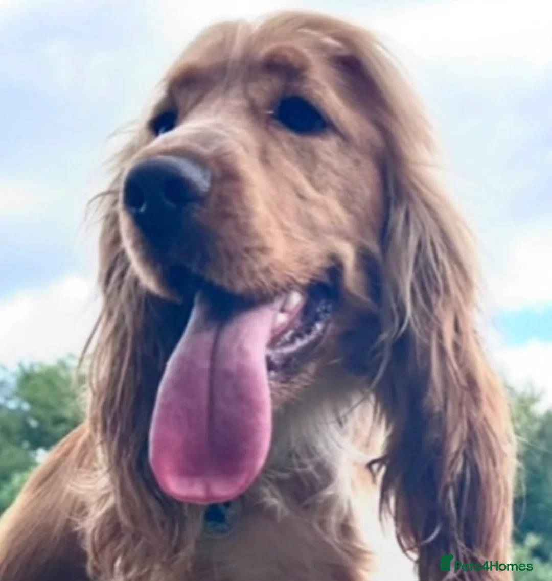 Cocker Spaniel dogs for stud: 🧬 Health Tested Show Type Cocker Spaniel Stud 🧬  - Advert 1