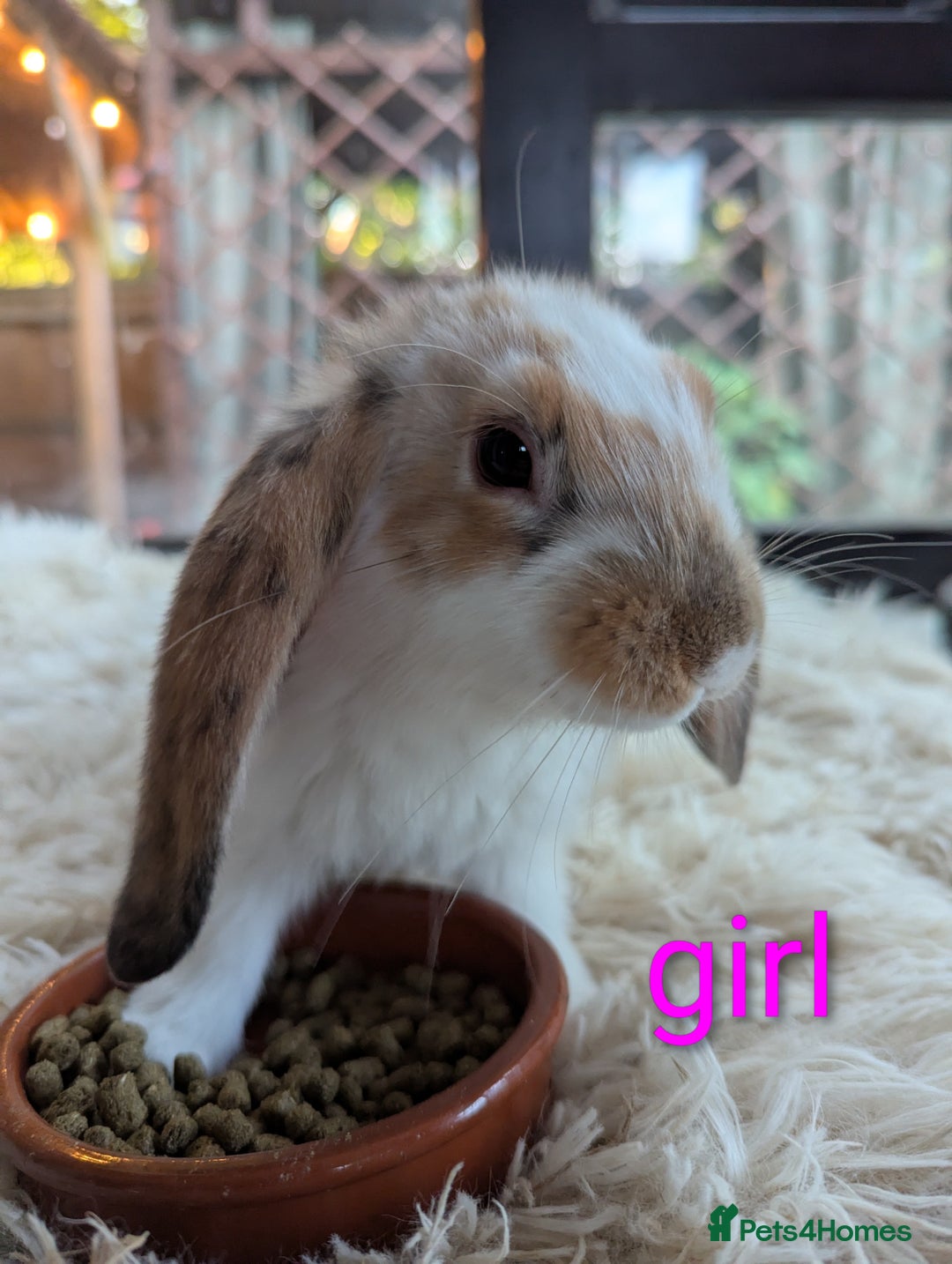 English Lop rabbits for sale: Lop mixed dot baby bunnies - Image 9