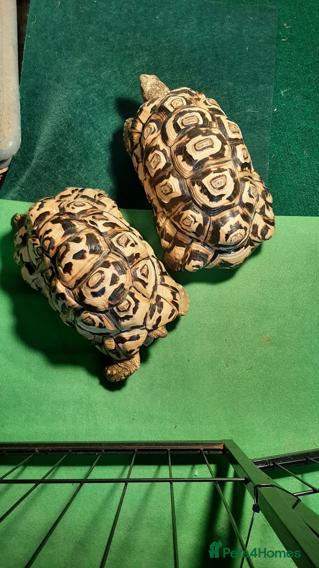 Tortoise reptiles for sale: Male Leopard Tortoise 9 years old  in Manchester - Advert 8
