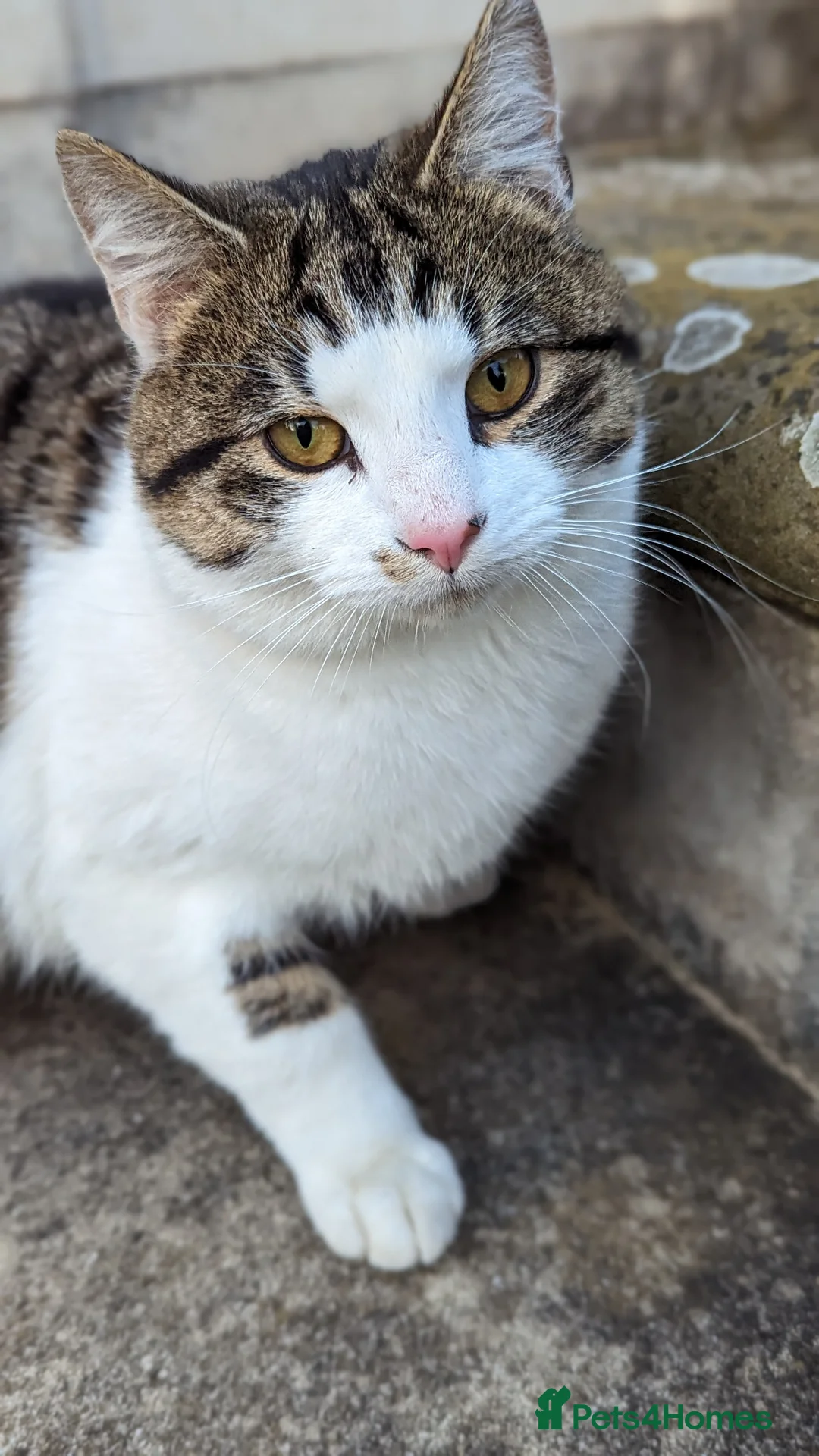 British Shorthair cats for sale: Male 3year old Cat  - Advert 2