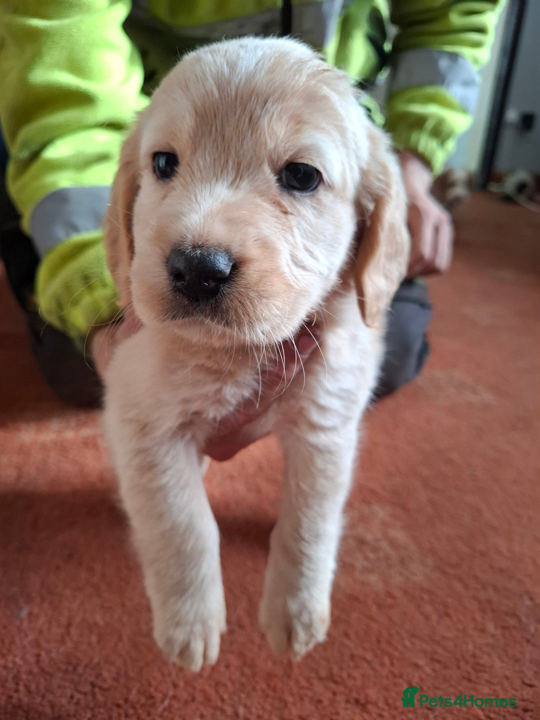 Mixed Breed dogs for sale: Puppys - Image 5