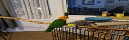 Parrots birds for sale: 11 month old male caique  - Advert 5