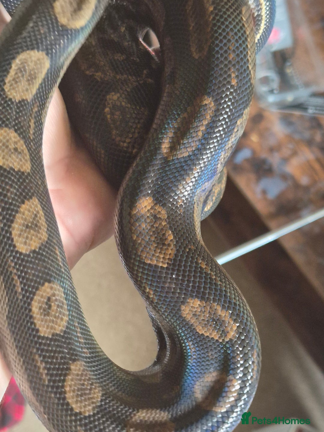 Boa Snake reptiles for sale: Boa for sale - Image 5