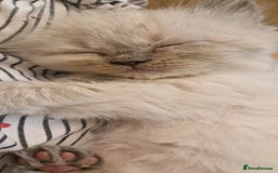 Ragdoll cats for sale: Gorgeous Ragdoll Kittens  - Image 4