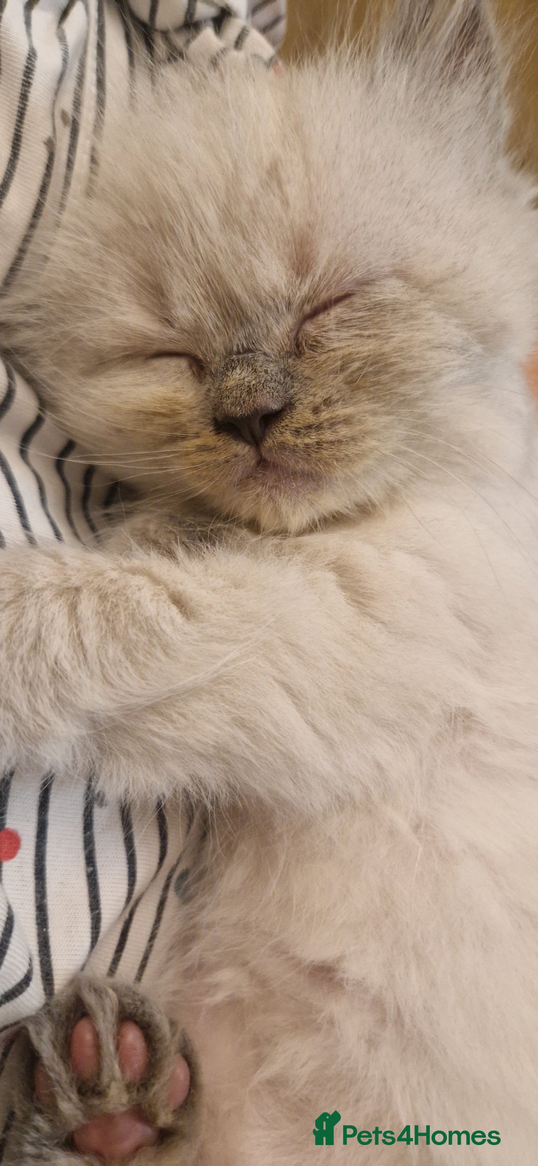 Ragdoll cats for sale: Gorgeous Ragdoll Kittens  - Image 4