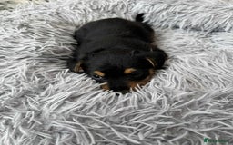 Mixed Breed dogs for sale: Jack Russel x Lucas Terrier Puppies - Image 13