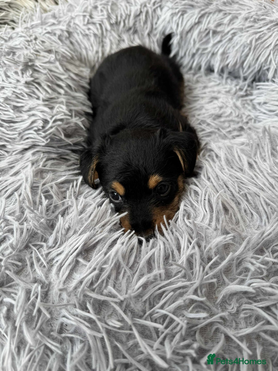 Mixed Breed dogs for sale: Jack Russel x Lucas Terrier Puppies - Image 13