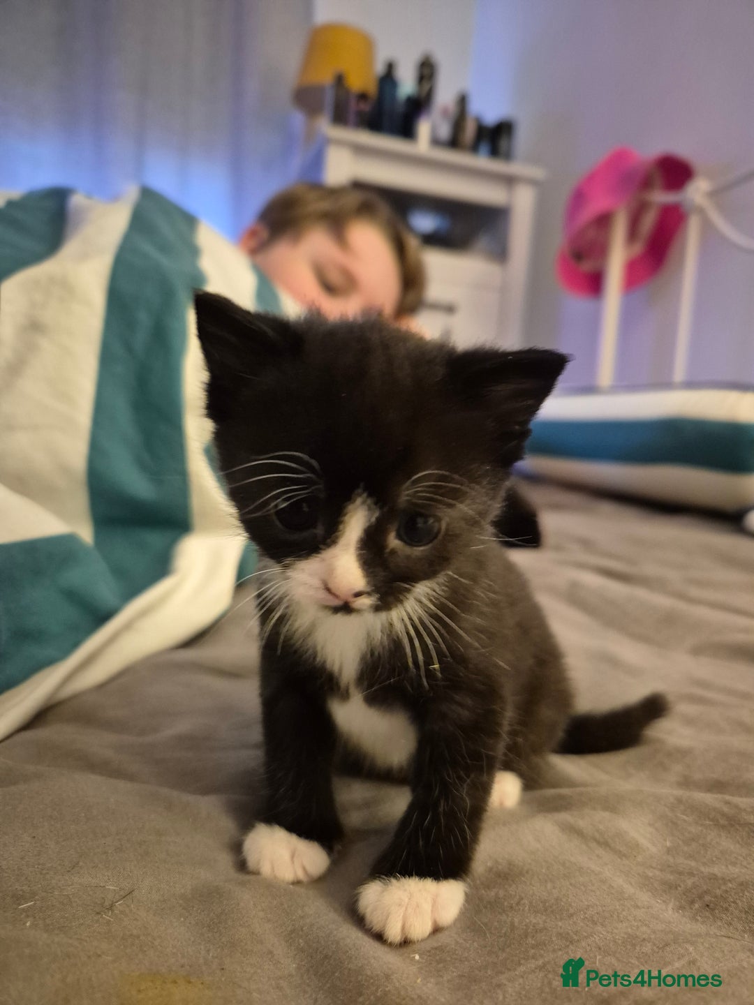 British Shorthair cats for sale: Beautiful little kittens for sale - Advert 5