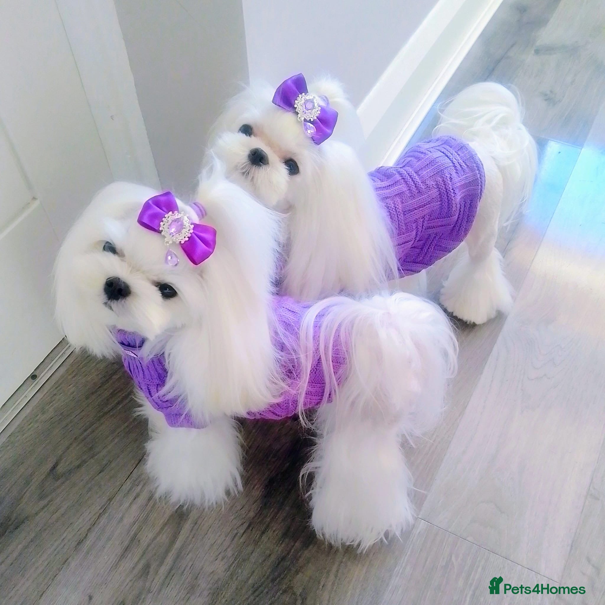 Maltese dogs 💗Gorgeous Korean baby girl 💗 - Advert 11
