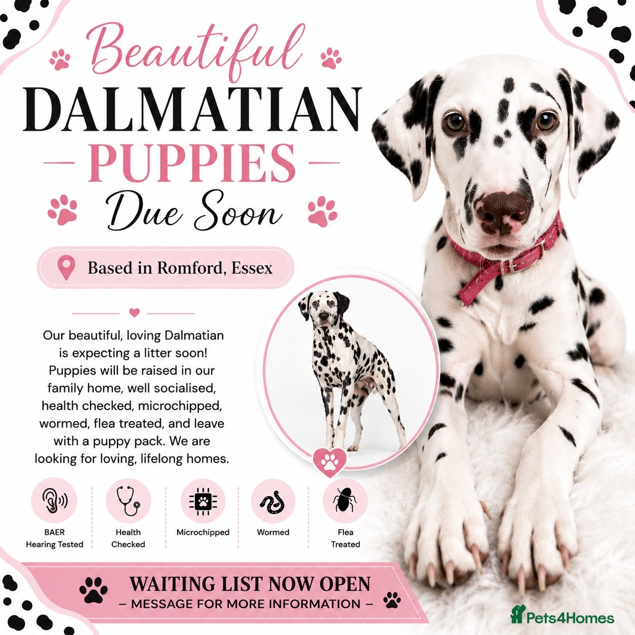 Dalmatian dogs 🐾 Dalmatians due soon 🐾  - Advert 2