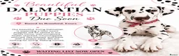 Dalmatian dogs for sale: 🐾 Dalmatians due soon 🐾  - Advert 1
