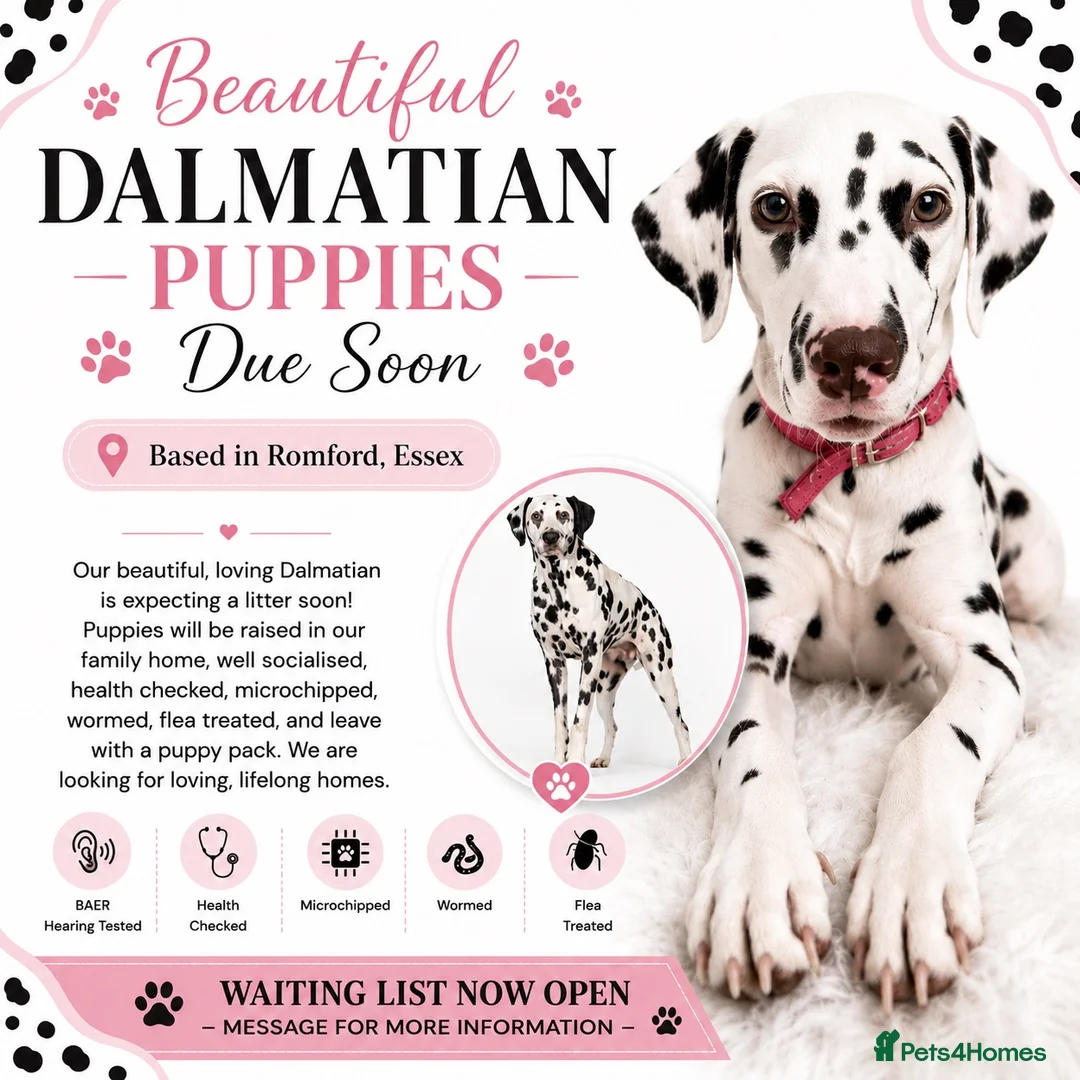 Dalmatian dogs for sale: 🐾 Dalmatians due soon 🐾  - Advert 1