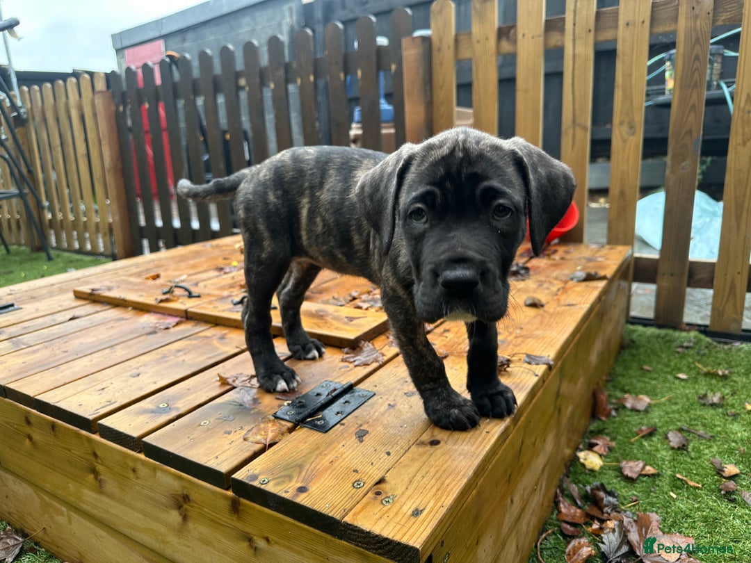Mixed Breed dogs for sale: Cane corso/Great Dane puppies for sale ✨✨ - Image 16