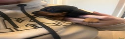 Miniature Dachshund dogs for sale: Black and Tan Miniature Dachshund Puppies  - Advert 6