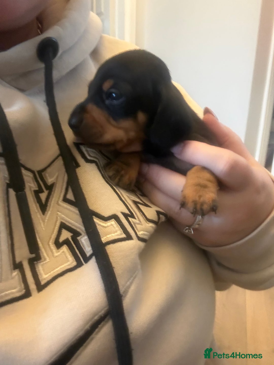 Miniature Dachshund dogs for sale: Black and Tan Miniature Dachshund Puppies  - Advert 6