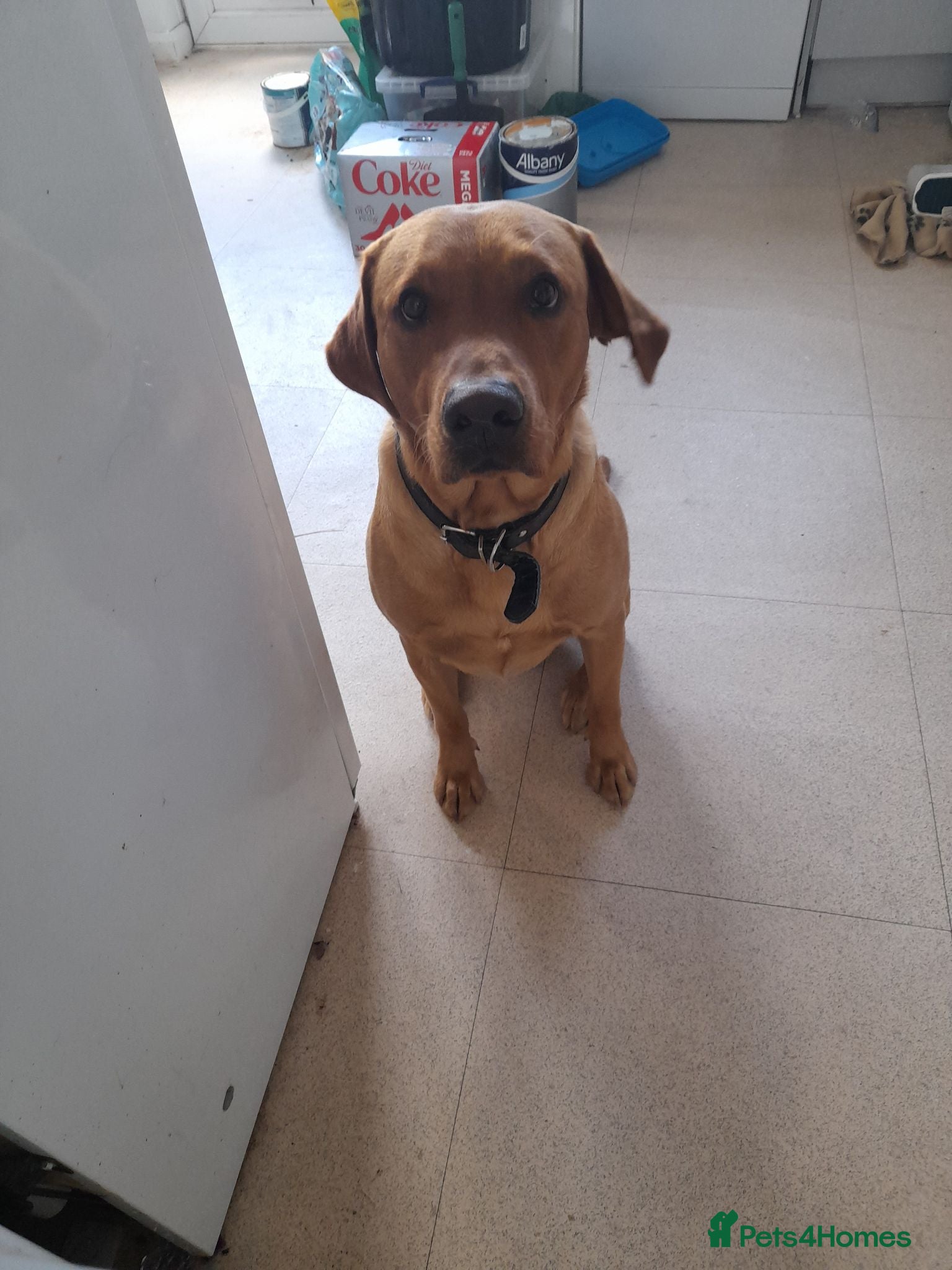 Mixed Breed dogs Labrador x ridgeback for sale - Advert 1