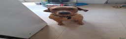 Mixed Breed dogs for sale: Labrador x ridgeback for sale in Witham - Advert 1