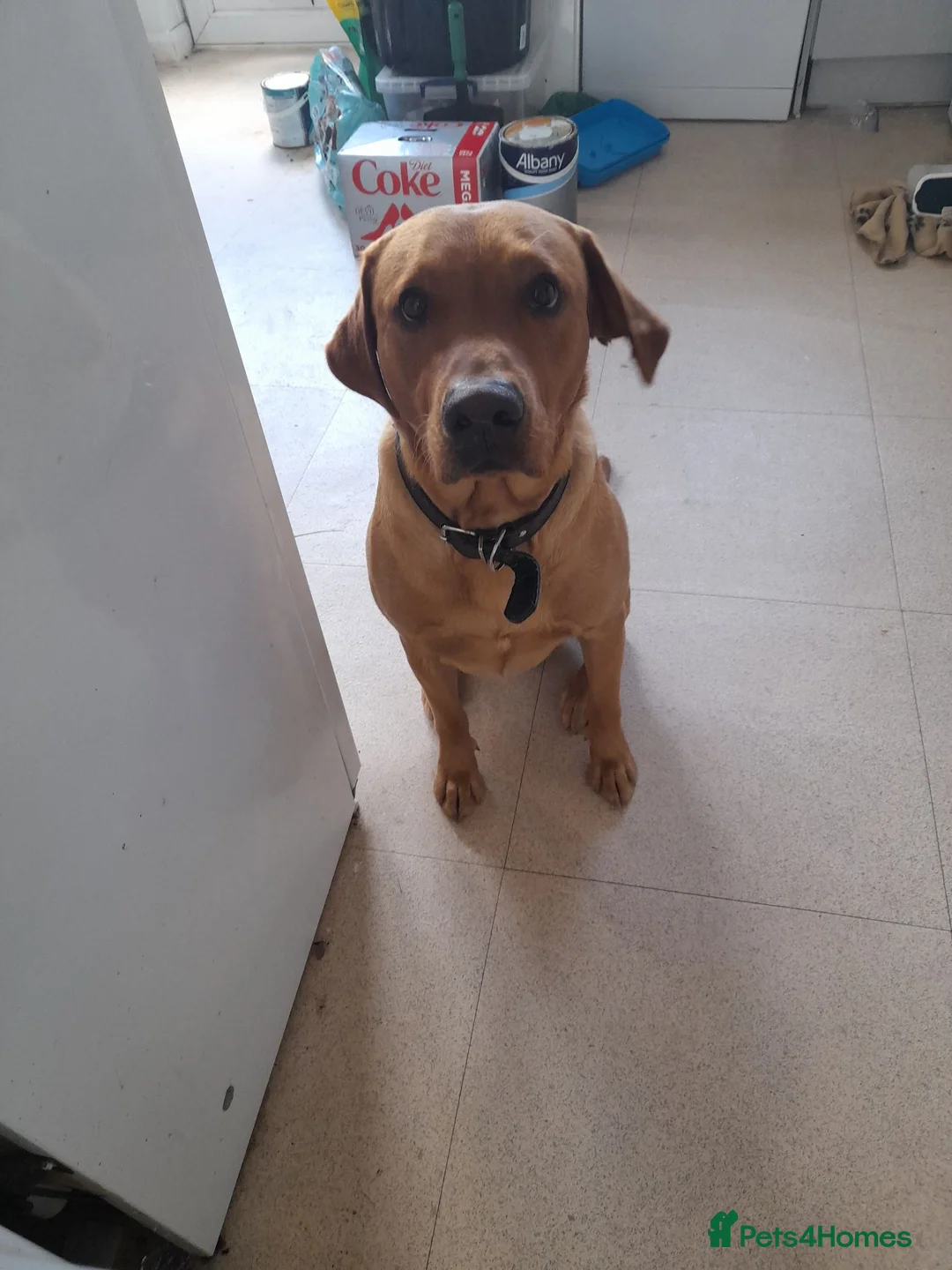 Mixed Breed dogs for sale: Labrador x ridgeback for sale in Witham - Advert 1