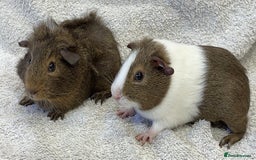 Guinea Pig rodents for sale: Gorgeous Guinea Pigs  - Image 2