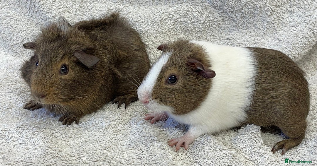 Guinea Pig rodents for sale: Gorgeous Guinea Pigs  - Image 2