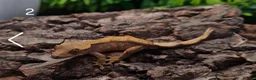 Gecko reptiles for sale: Juvenile Crested Geckos with full Lineage - Advert 9