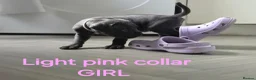Cane Corso dogs for sale: Cane corso puppies in Merthyr Tydfil - Advert 2