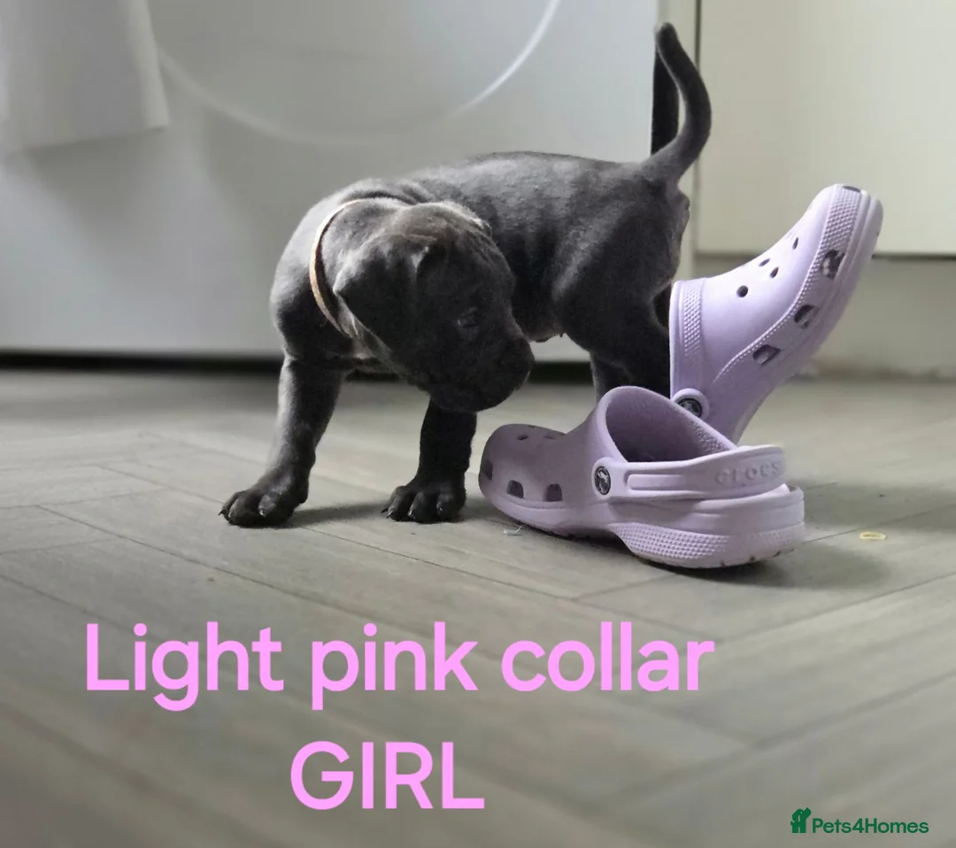 Cane Corso dogs for sale: Cane corso puppies in Merthyr Tydfil - Advert 2