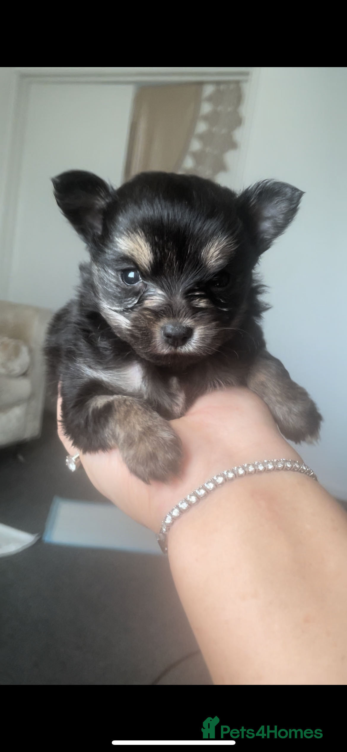 Pomeranian dogs Pomeranian puppies  - Advert 1