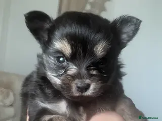 Pomeranian dogs Pomeranian puppies - Advert 14