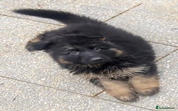 German Shepherd dogs for sale: Kennel Club Straight back GSD - Image 6