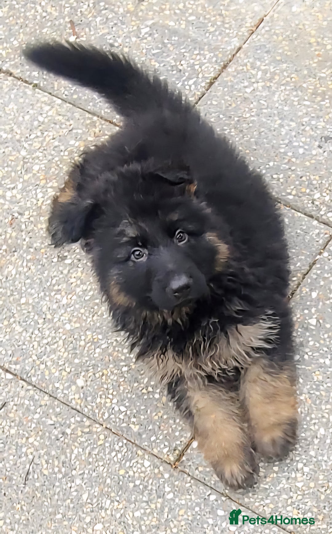 German Shepherd dogs for sale: Kennel Club Straight back GSD - Image 6