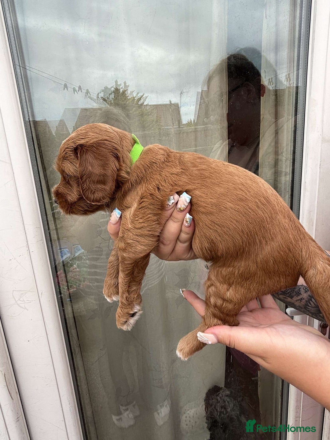 Mixed Breed dogs for sale: Bedlington terrier poodle mixed with a cockerpoo - Image 11
