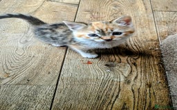 Mixed Breed cats for sale: Mixed Breed Kittens  - Image 7