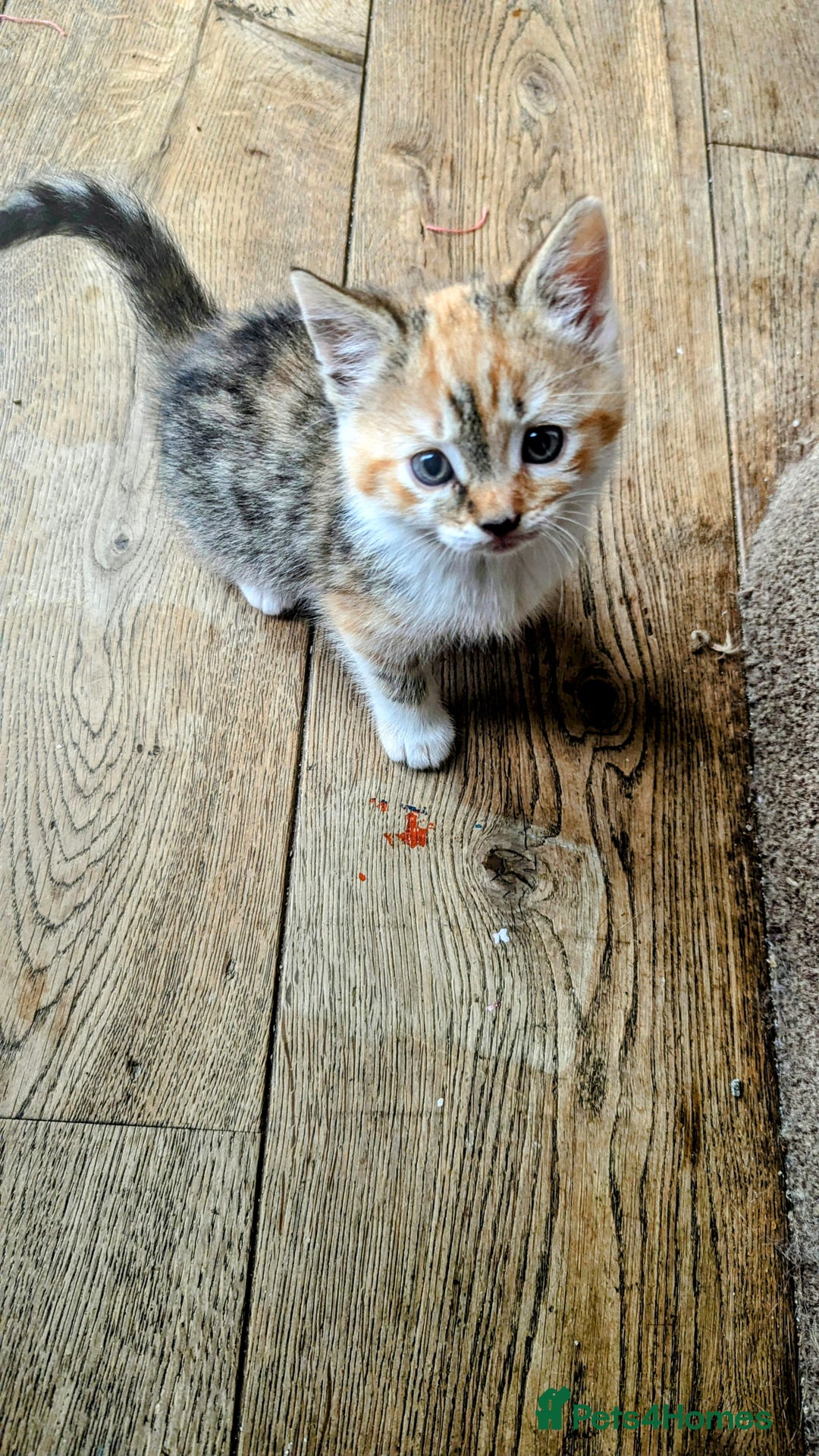 Mixed Breed cats for sale: Mixed Breed Kittens  - Image 7