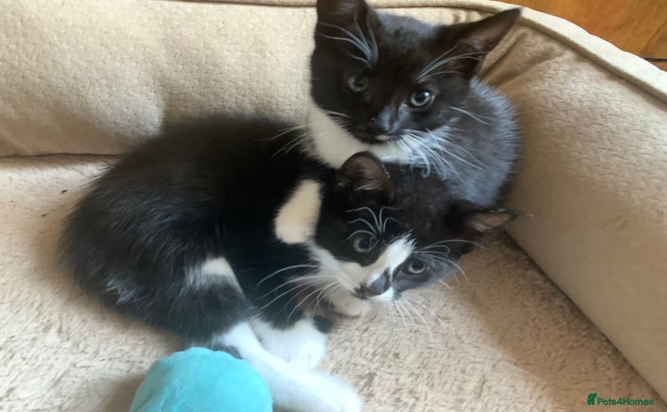 Mixed Breed cats - Advert 16
